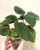 Examples of Sinningia reitzii plants for sale