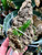 examples of Schoenorchis scolopendria plants for sale