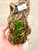examples of Schoenorchis scolopendria plants for sale