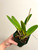 Example of Rlc. Mao-Shan Fuji plants for sale