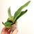 example of Platycerium willinckii 'Celso' plants for sale
