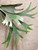 Example older Platycerium willinckii 'Celso' plant
