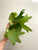 examples of Platycerium willinckii 'Hsu Da' (許大爪哇) plants for sale.  Photo shows two plants.  You will receive one plant.