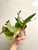 examples of Platycerium willinckii 'Hsu Da' (許大爪哇) plants for sale.  Photo shows two plants.  You will receive one plant.