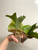 examples of Platycerium willinckii 'Hsu Da' (許大爪哇) plants for sale.  Photo shows two plants.  You will receive one plant.