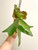 example of Platycerium willinckii 'Hsu Da' (許大爪哇) plants for sale.