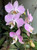 Phal sanderiana example flower photo