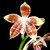 Phal Tetrasambo example flower