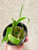 examples of Bulbophyllum laxiflorum variegated plants for sale