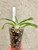 Examples of Paph Montera Vogue x Petulas Wonder plants for sale