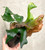 Platycerium andinum x quadridichotomum plants for sale