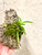 Vanda falcata Ootakamaru plant for sale