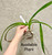 Vanda ustii example of plants for sale - last one!