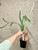 Platycerium veitchii (thick leaf) examples of plants for sale