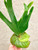 Platycerium madagascariense x alcicorne (Madagascar) - example of plants for sale
