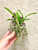 Broughtonia sanguinea (aurea x 'Yellow Star Splash') plant for sale