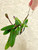 Cattleya schilleriana plant for sale