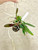 Cattleya schilleriana plant for sale