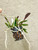 Cattleya schilleriana plant for sale