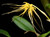 Bulbophyllum vaginatum example flower photo
