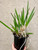 Brassavola nodosa x Prosyclia Memoria Young C. Lott example of extra large (XL) plants for sale