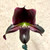 Paphiopedilum (Hsinying Macasar x Mem. Sarafin Perez), deep vinicolor purple hybrid, with beautifully marked foliage - slipper orchid for sale