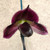 Paphiopedilum (Hsinying Macasar x Mem. Sarafin Perez), deep vinicolor purple hybrid, with beautifully marked foliage - slipper orchid for sale