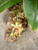 Phalaenopsis deliciosa ssp hookeriana flower and buds detail Phalaenopsis deliciosa ssp hookeriana flower and buds detail