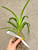 Vanda Kupperi f. alba (lamellata f. alba x sanderiana f. alba) example of plants for sale
