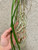 root and leaf detail