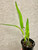Laelia purpurata v schusteriana plant for sale Laelia purpurata v schusteriana plant for sale