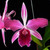 Laelia purpurata example flower photo Laelia purpurata example flower photo