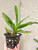 Aerides (Vanda) flabellata example of plants for sale