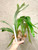 Platycerium Pegasus (willinckii x diversifolium) example of plants for sale (photo shows two plants)