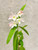 Dendrobium Sekarpuro (crumenatum x faciferum) example flower photo