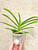 Vandachostylis Kedah Bella example of plants for sale Vandachostylis Kedah Bella example of plants for sale