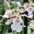 Oncidium Speckled Spire 'Whisp' | SapphireChild Orchids