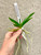 Vandachostylis Wangyang Sim x Vanda tessellata alba example of plants for sale Vandachostylis Wangyang Sim x Vanda tessellata alba example of plants for sale