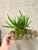 Auction | XL Brassavola nodosa tipo | SapphireChild Orchids