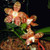 Phalaenopsis amboinensis 'Nicole' AM/AOS