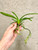 Papilionanda Paksorn Fragrance  x Vanda Kultana Indian Incense example of young plants for sale