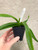 Vanda (Paksorn Fragrance  x Kultana Indian Incense) example of young plants for sale