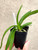 Vanda (Paksorn Fragrance  x Kultana Indian Incense) example of young plants for sale
