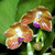 Phalaenopsis javanica example flower photo Phalaenopsis javanica example flower photo