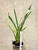 Cymbidium Golden Elf 神童冠 example of plants for sale Cymbidium Golden Elf 神童冠 example of plants for sale