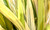 Cymbidium ensifolium Bai Lian 白簾 detail of foliage color variation Cymbidium ensifolium Bai Lian 白簾 detail of foliage color variation