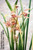 example flower photo example flower photo