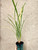 Cymbidium ensifolium Ba Bao Qi Zhen 八寶奇珍 example of plants for sale Cymbidium ensifolium Ba Bao Qi Zhen 八寶奇珍 example of plants for sale