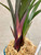 Cymbidium ensifolium Hong Cao Hong He 紅草紅荷 purple foliage detail Cymbidium ensifolium Hong Cao Hong He 紅草紅荷 purple foliage detail