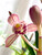 Cymbidium ensifolium Hong Cao Hong He 紅草紅荷 example flower photo Cymbidium ensifolium Hong Cao Hong He 紅草紅荷 example flower photo
